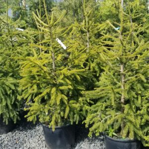 Picea sitchensis/Sitka Spruce