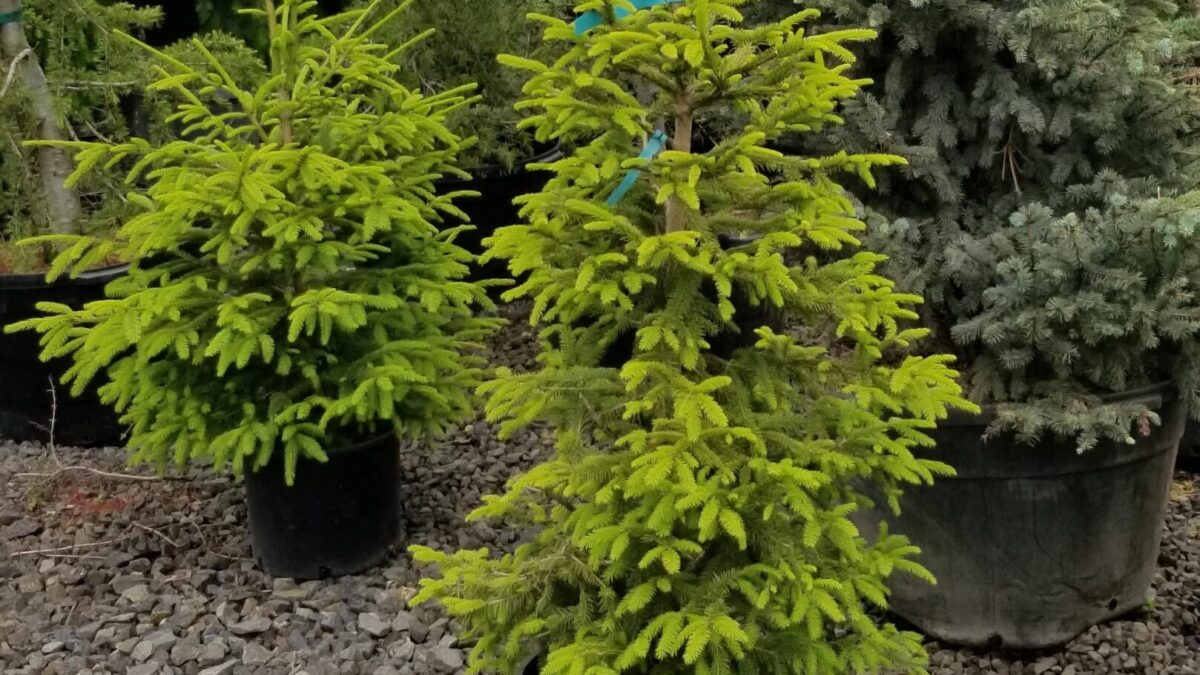 【 sykia 】Rainy Day Branches Pierce Buy Picea sitchensis/Sitka Spruce | The Nursery Outlet