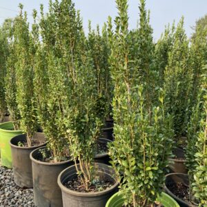 Group of Sky Pencil Japanese Hollies with columnar shape and dense foliage.