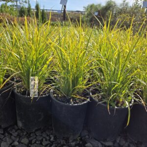 Close-up of bright green slough sedge with hints of yellow at The Nursery Outlet.