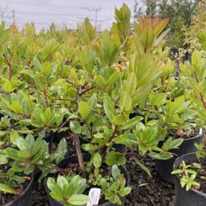 Arbutus unedo ‘Compacta’/Dwarf Strawberry Tree