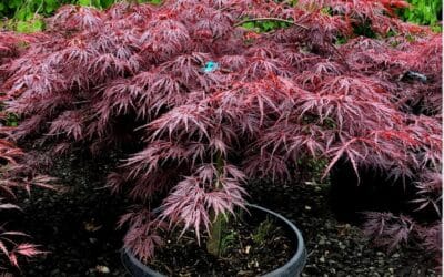 8 Deciduous Trees Perfect for Busy Homeowners