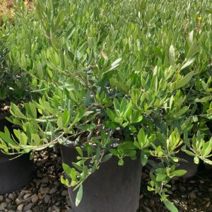 Dwarf Olive Bush/Olea europaea 'Dwarf Bush'