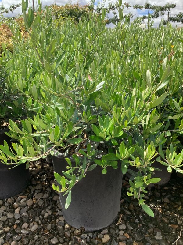 Dwarf Olive Bush/Olea europaea 'Dwarf Bush'