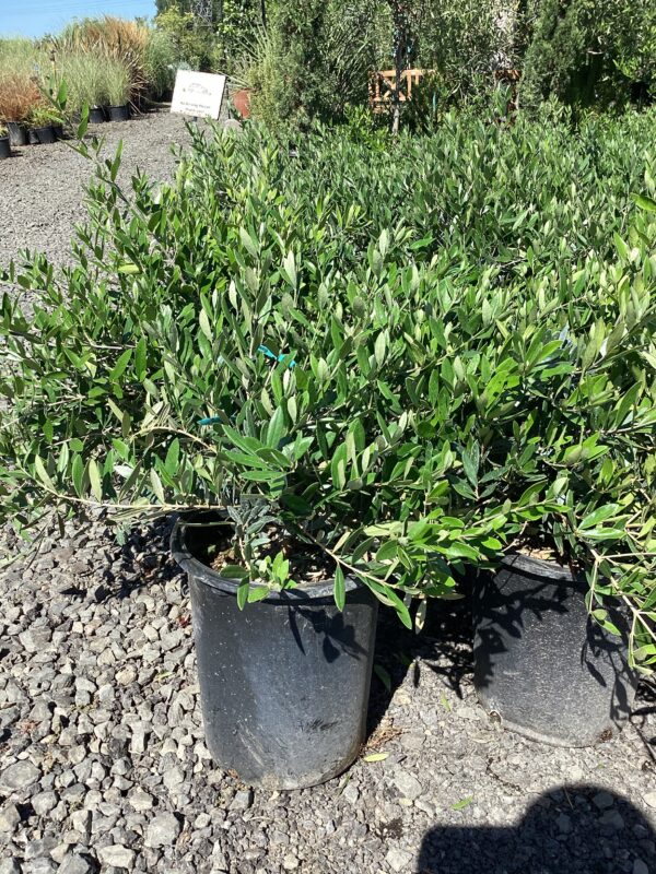 Dwarf Olive Bush/Olea europaea 'Dwarf Bush' - Image 2