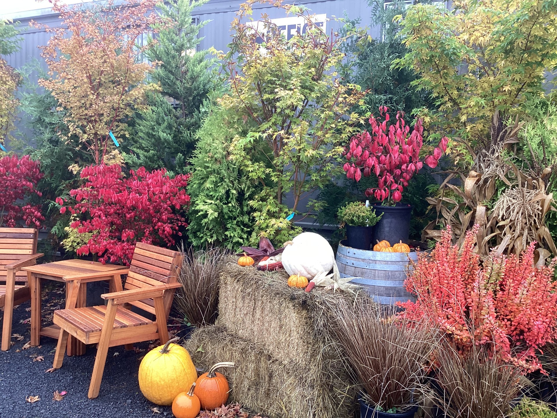 fall display 10.27.25 (7)