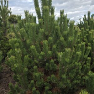 Oregon Green Austrian Pine/Pinus nigra 'Oregon Green'