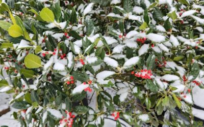 12 Plants That Bloom Through Oregon Winters