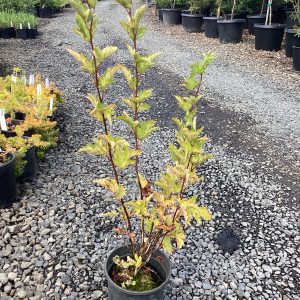 Phycocarpus capitatus/Pacific Ninebark