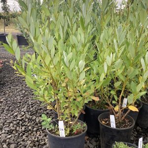 Salix hookeriana/Piper Hookers' Willow