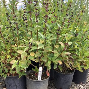 Lonicera involucrata/Twinberry Honeysuckle