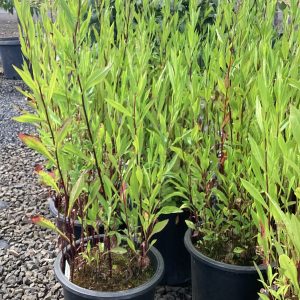 Symphyotrichum subspicatum/Douglas Aster