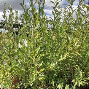 Salix geyeriana/Geyer Willow
