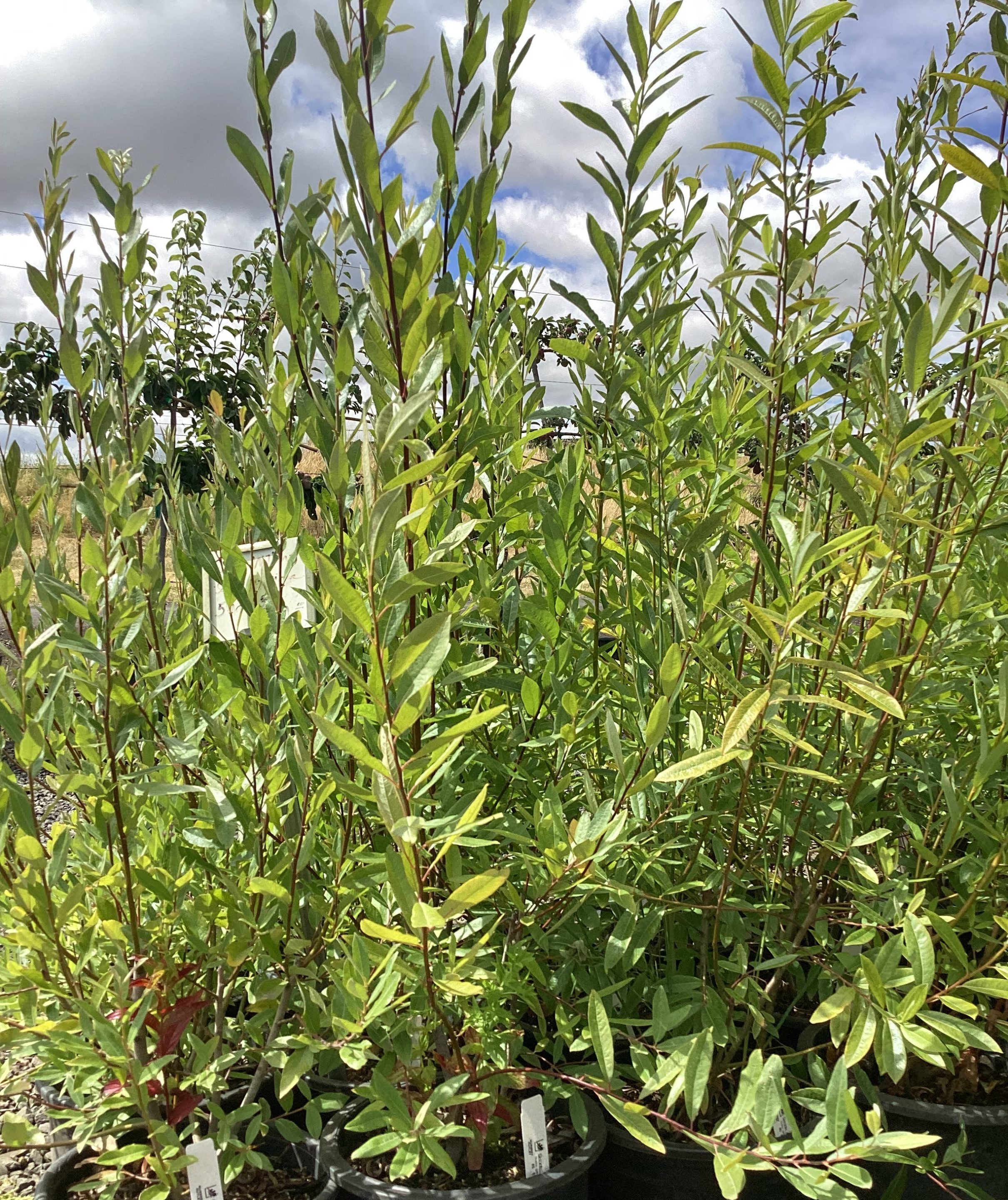 Salix geyeriana/Geyer Willow