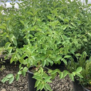 Cornus sericea 'Flaviramea'/Yellow Twig Dogwood