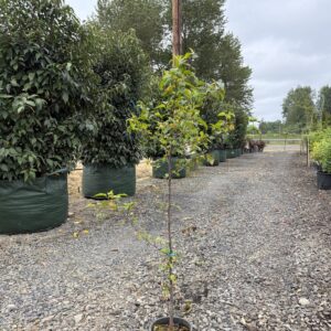 Malus fusca/Western Crabapple