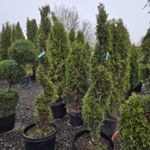 Thuja Occidentalis 'Smaragd' 'Spiral'/Emerald Green Arborvitae 'Spiral'