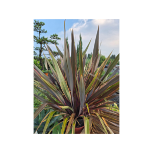 Phormium Tenax 'Sundowner'/Sundowner New Zealand Flax