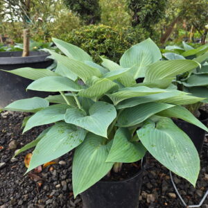 Hosta x Halcyon/Hosta Halcyon