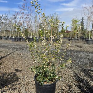 Osmanthus delavayi/Delavay Tea Olive