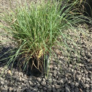 Carex flacca 'Blue Zinger'/Blue Zinger Sedge Grass