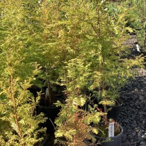Metasequoia glyptostroboides/Dawn Redwood