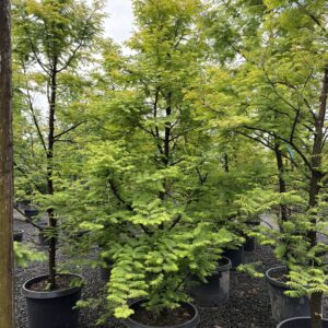 Metasequoia glyptostroboides 'Amber Glow'/Amber Glow Dawn Redwood