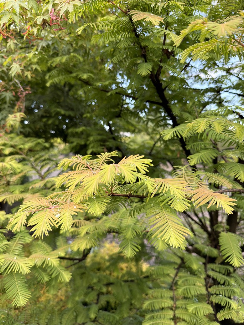Metasequoia glyptostroboides 'Amber Glow'/Amber Glow Dawn Redwood - Image 4