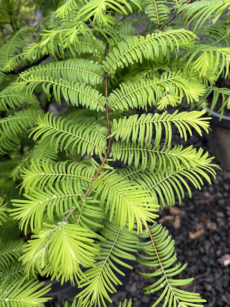 Metasequoia glyptostroboides 'Amber Glow'/Amber Glow Dawn Redwood - Image 6