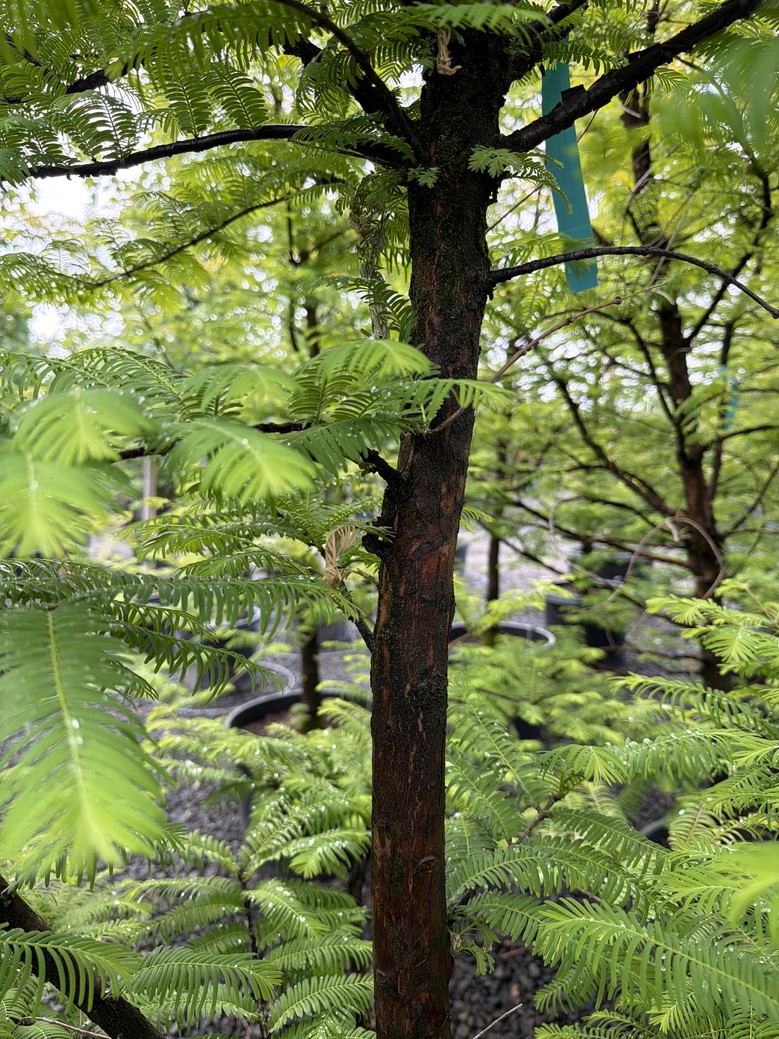 Metasequoia glyptostroboides 'Amber Glow'/Amber Glow Dawn Redwood - Image 2