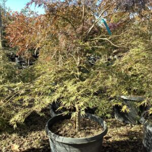 Acer palmatum 'Atropurpureum'/Atropurpureum Japanese Maple