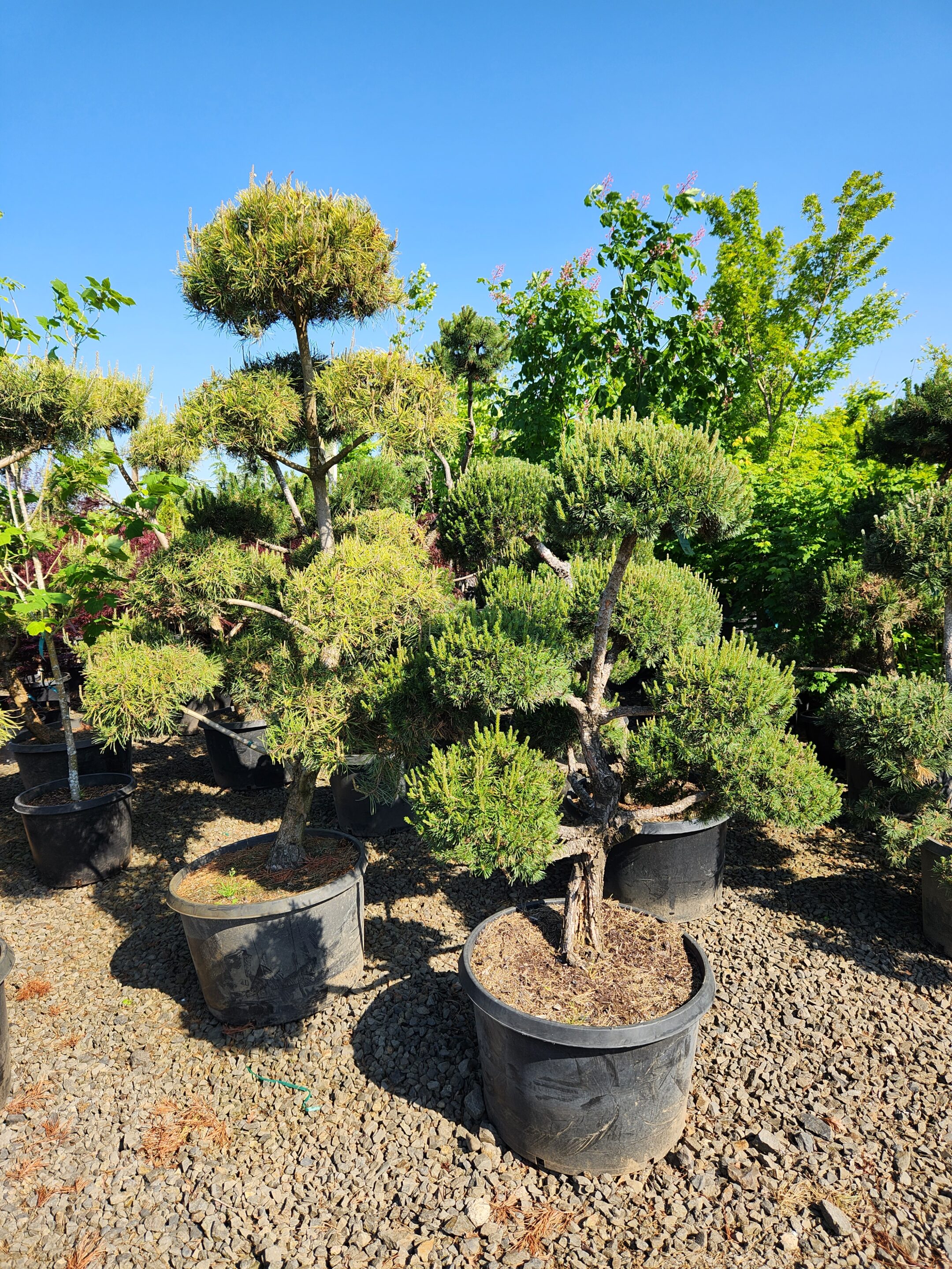 Pinus nigra 'Pom Pom'/Austrian Pine 'Pom Pom' - Image 4