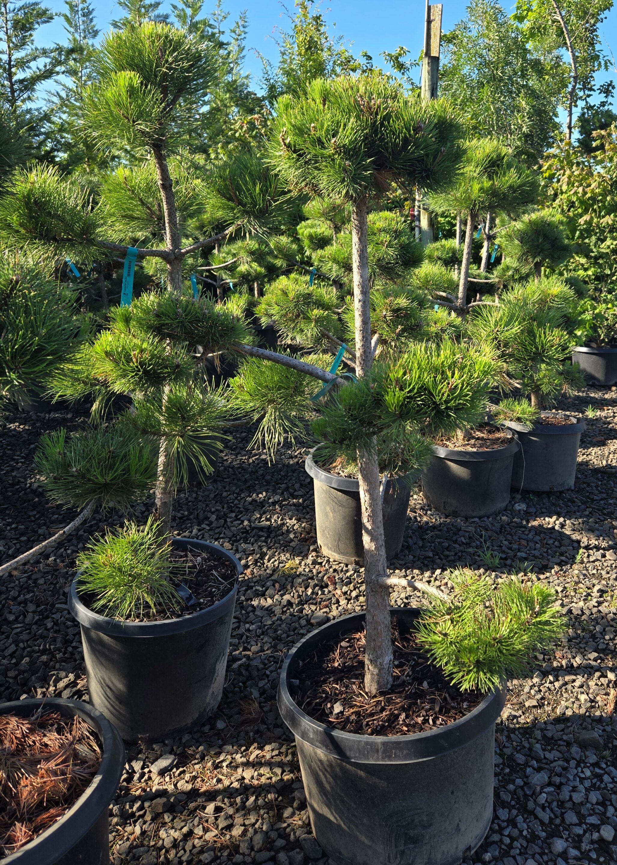 Pinus nigra 'Pom Pom'/Austrian Pine 'Pom Pom' - Image 3