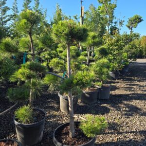 Pinus nigra 'Pom Pom'/Austrian Pine 'Pom Pom'