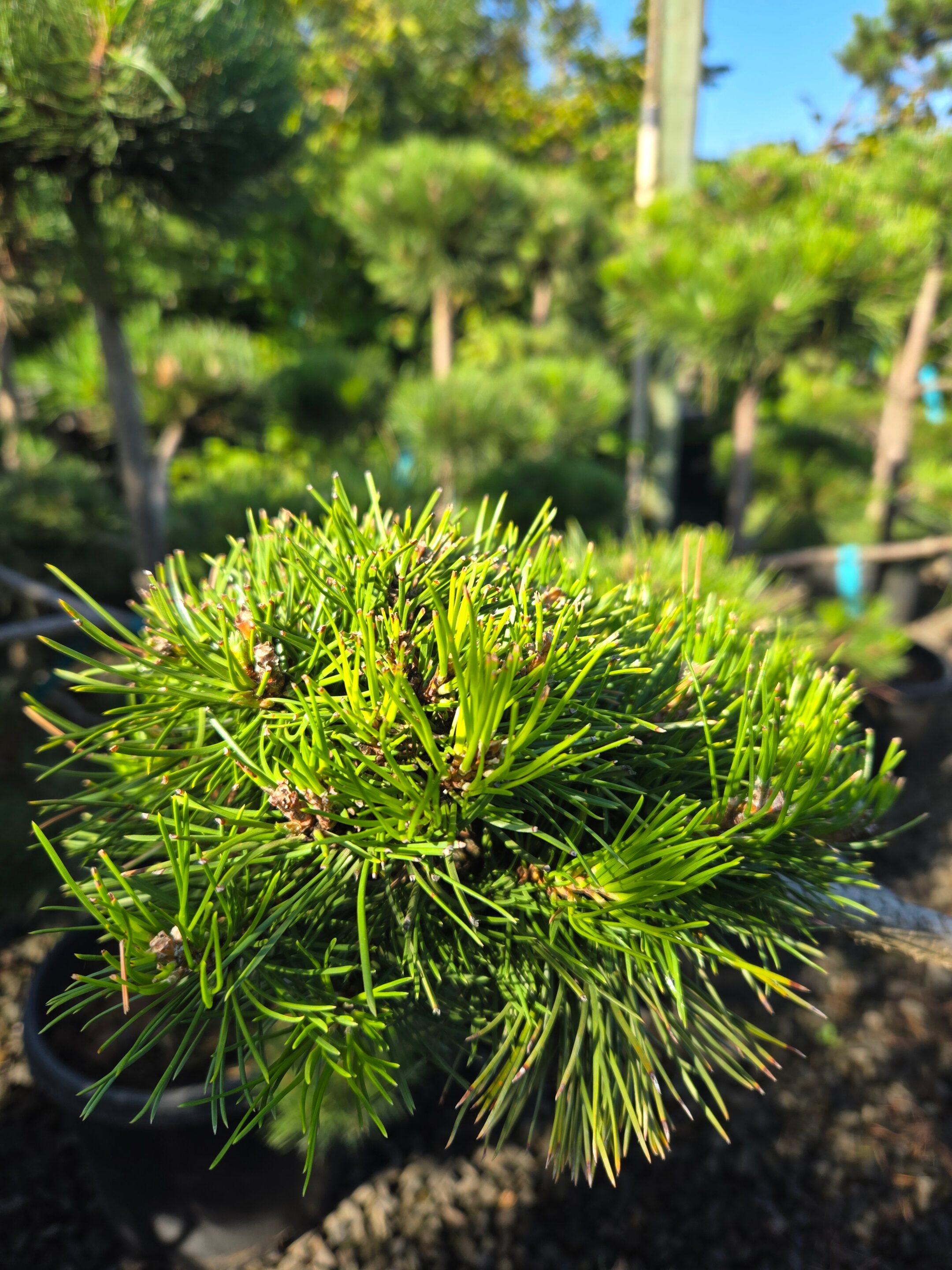 Pinus nigra 'Pom Pom'/Austrian Pine 'Pom Pom' - Image 2