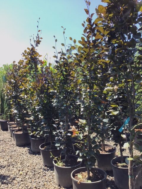 Fagus sylvatica 'Dawyck Gold'/Dawyck Gold Beech - Image 2