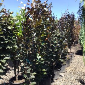 Fagus sylvatica 'Dawyck Gold'/Dawyck Gold Beech