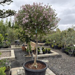 Syringa meyeri 'Palibin'/Dwarf Korean Lilac