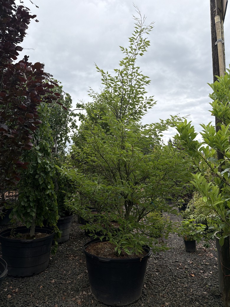 Fagus sylvatica/European Beech - Image 3