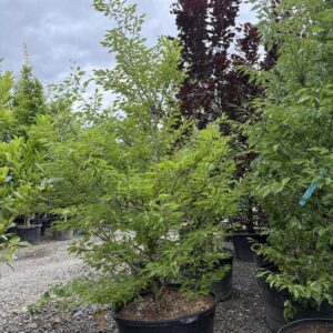 Fagus sylvatica/European Beech