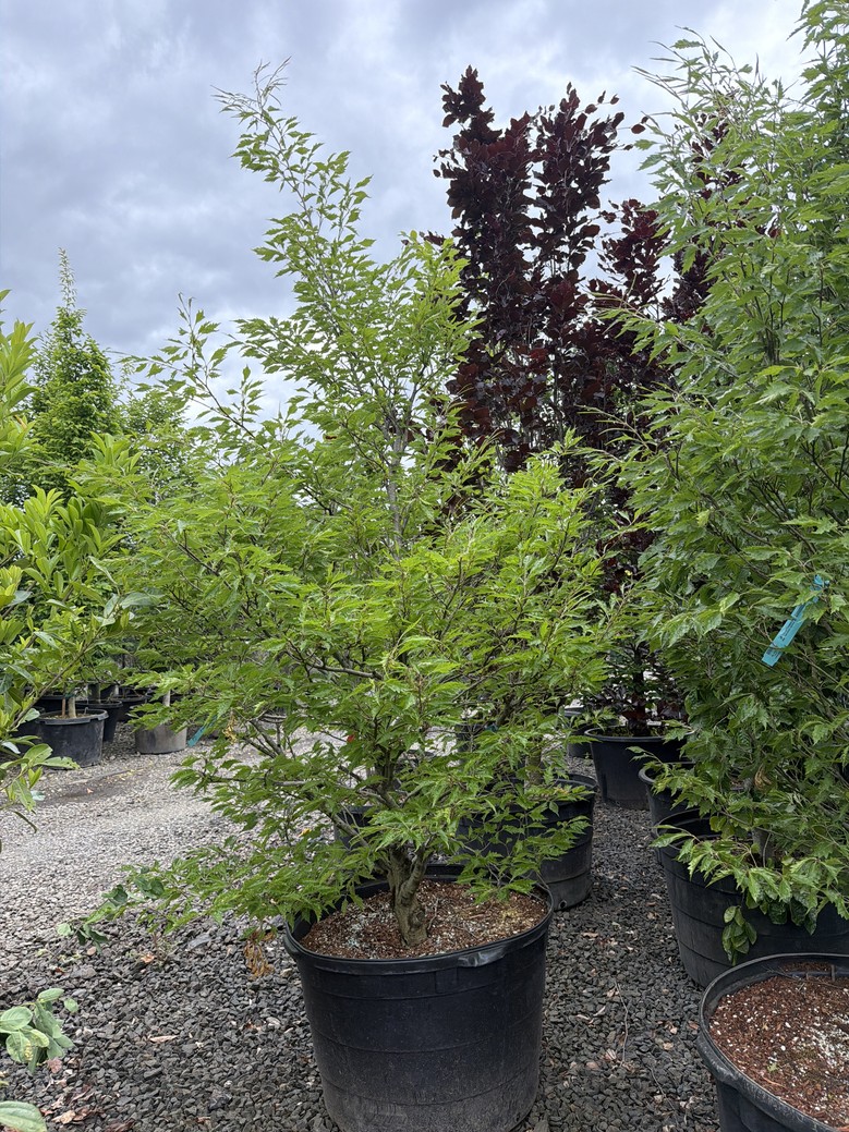 Fagus sylvatica/European Beech