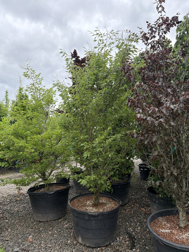 Fagus sylvatica/European Beech - Image 2