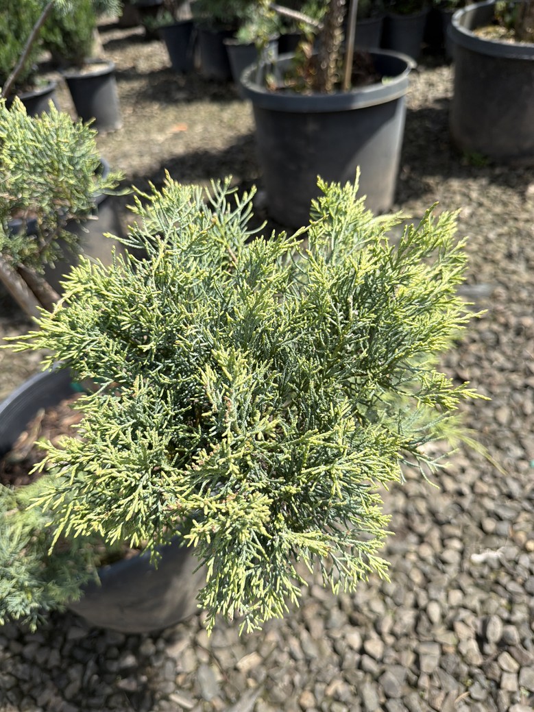 Juniperus chinensis/'Hetzii Glauca' - Image 3