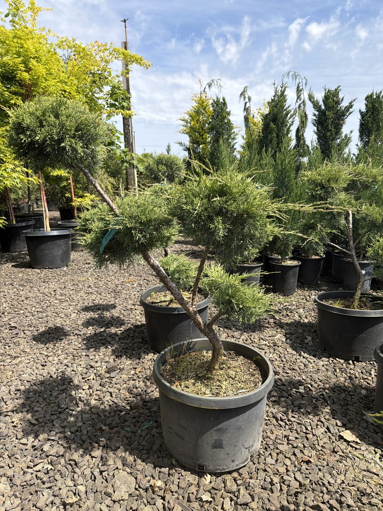 Juniperus chinensis/'Hetzii Glauca' - Image 2
