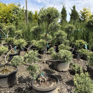 Juniperus chinensis/'Hetzii Glauca'