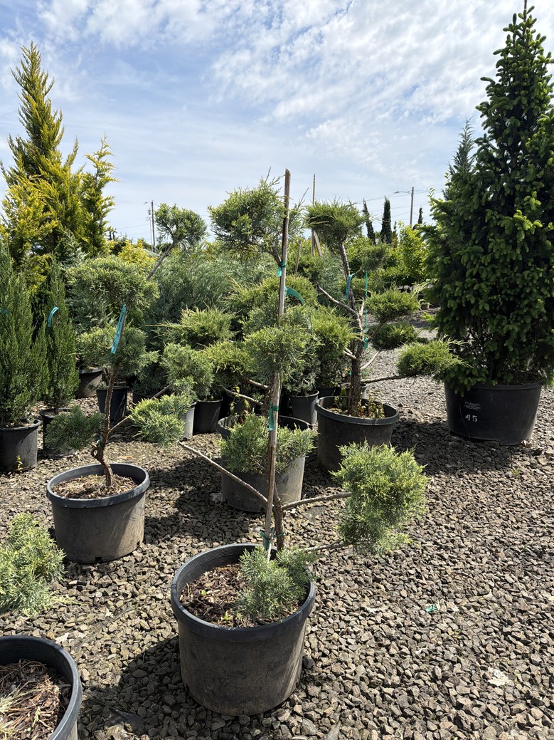 Juniperus chinensis/'Hetzii Glauca' - Image 4