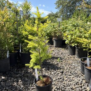 Larix kaempferi/Japanese Larch