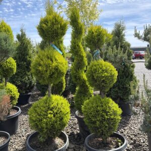 Cupressus macrocarpa/'Wilma Goldcrest' '3-Tier'