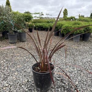 Phormium 'Platt's Black'/Platt's Black New Zealand Flax