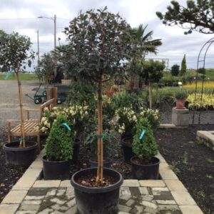 Feijoa sellowiana 'Standard'/Pineapple Guava 'Standard'